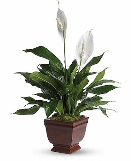 Teleflora's Lovely One Spathiphyllum Plant 
