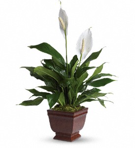 Teleflora's Lovely One Spathiphyllum Sympathy 