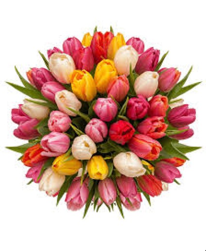 Tulips 