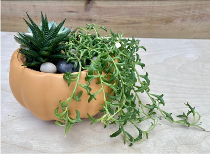 Terracotta Succulent Garden Live Plants