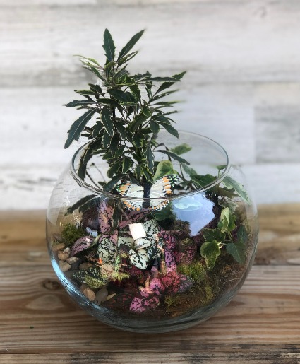 Terrarium Garden Terrarium 