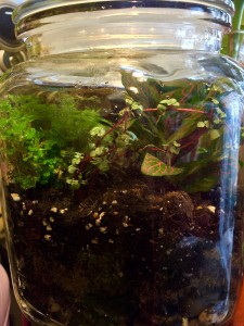 Terrarium Plant