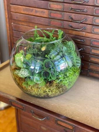 Terrarium Plant