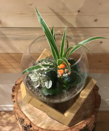 Terrarium Planter 