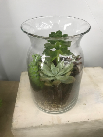 Terrarium Succulent Garden 
