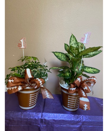 the 12plant #1  6 in plant  in football container in Renton, WA | Alicia's Wonderland II