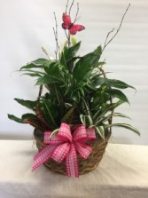 The Butterfly Basket Basket Garden