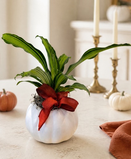 The Chic Pumpkin  Plant