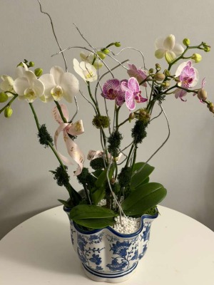 The Chinoiserie Orchid Cascade Arrangement - orchids