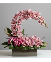 The Crescent Cymbidium  Floral