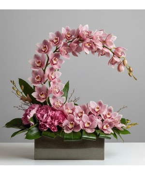The Crescent Cymbidium  Floral