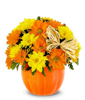 The Daisy Pumpkin Patch 