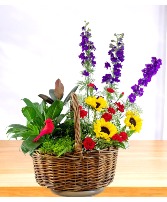 The Garden of Eden - Cardinal 1/2 Plants 1/2 Cut Flower Arrangement