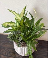 The Haus Garden Plant Arrangement 