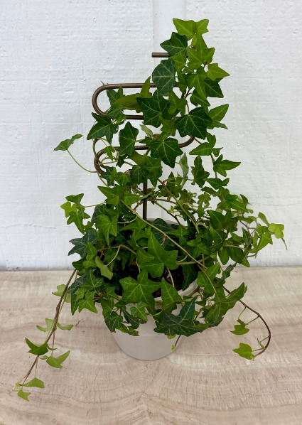 The Ivy 