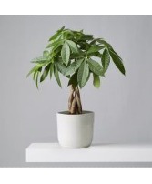 The Money Tree Potted Plant