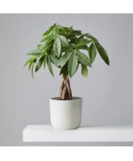 The Money Tree Potted Plant