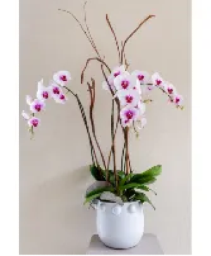 The orchid Lady-691 