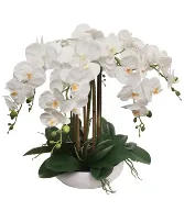 The Orchid Lady-692 