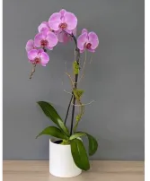 The Orchid Lady-692 