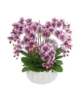 The Orchid Lady-695 