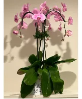 The Orchid Lady-696 