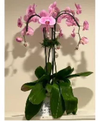 The Orchid Lady-696 