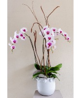 The Orchid Lady 