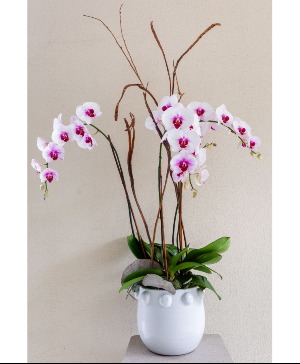 The Orchid Lady 
