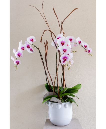 The Orchid Lady 