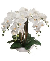 The Orchid Lady 