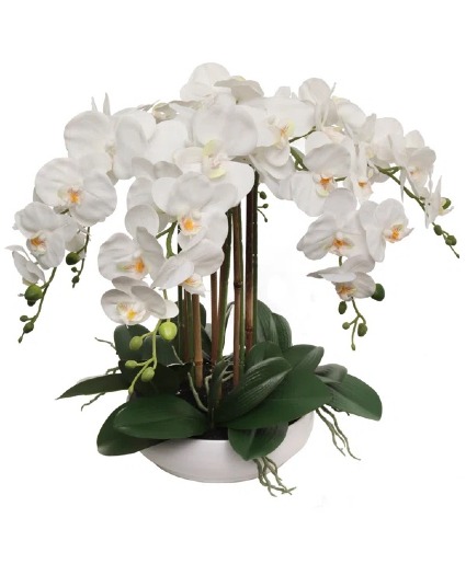 The Orchid Lady 