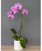 The Orchid Lady 