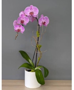 The Orchid Lady 