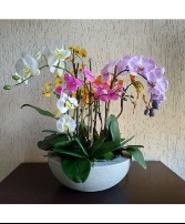 The Orchid Lady 