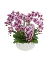 The Orchid Lady 