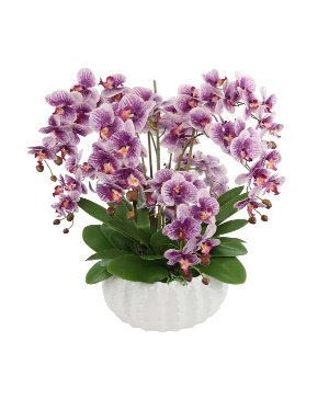 The Orchid Lady 