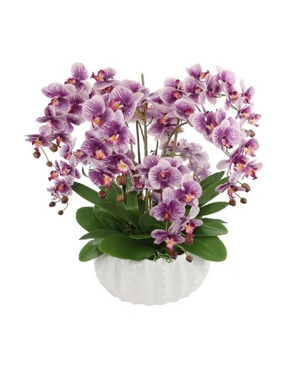 The Orchid Lady 
