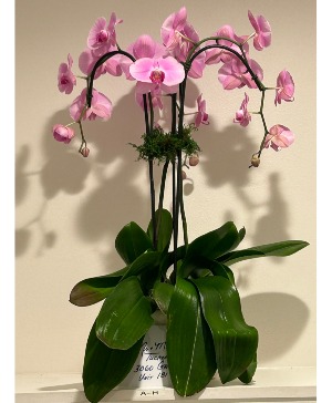 The Orchid Lady 