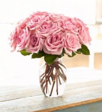 The Pale Pink Rose's Pure Beauty And Elegance 