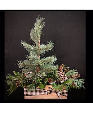 The Pine Tree Wooden box 