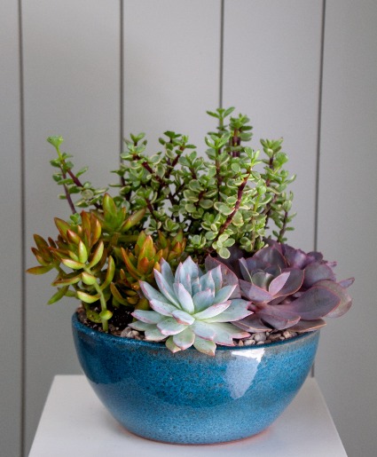 The Sage Succulent Dish Garden in Frisco, TX - PATTI ANN'S FLOWERS