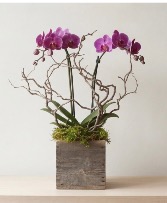 The Sculptural Orchid  Plant