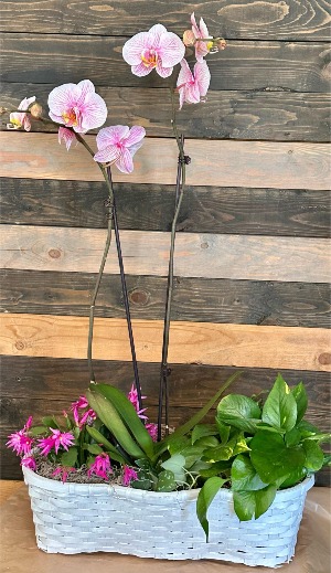 Wild Style Orchid Blooming plant basket