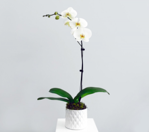 Thinking of you Orchid