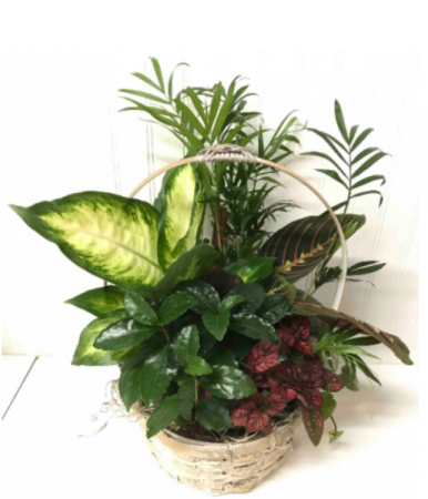 Timeless Garden Dish Garden  Assorted Plants