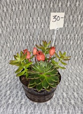 Tin pail w/ 2 succulents and pods 