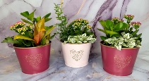 Tin pot planter Plant