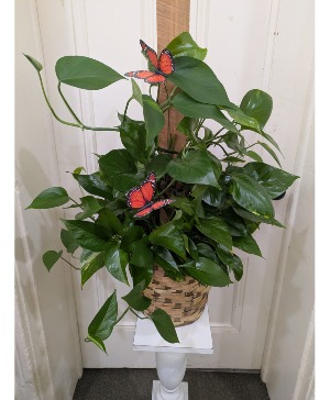 Topiary Pothos House Plant