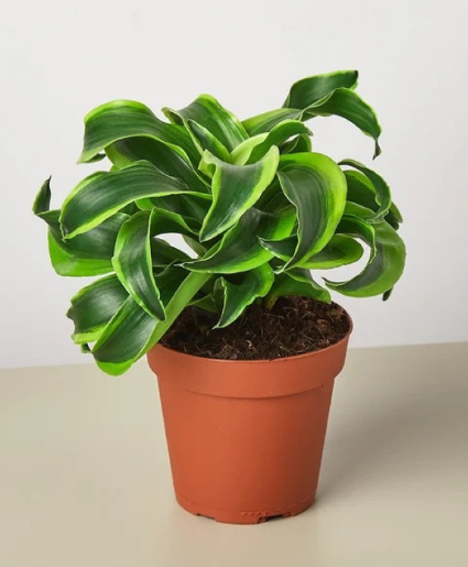 Tornado Dracaena 6"  plant